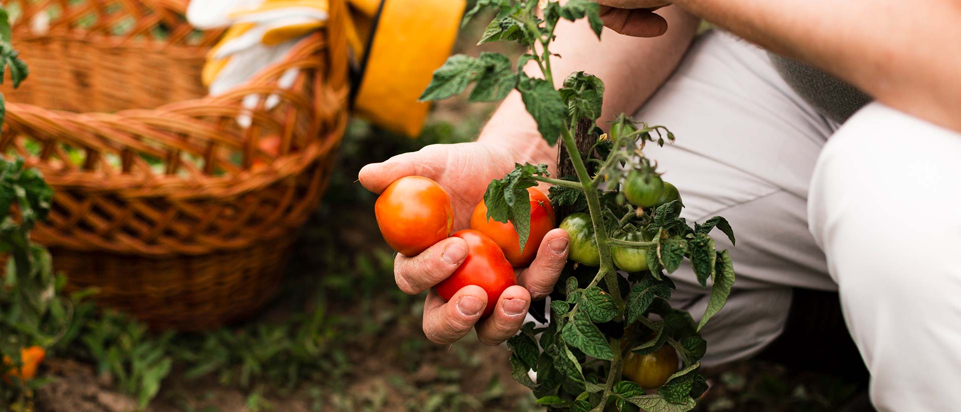 Cesta de fruta y verdura ecológica