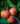 Mango from Malaga